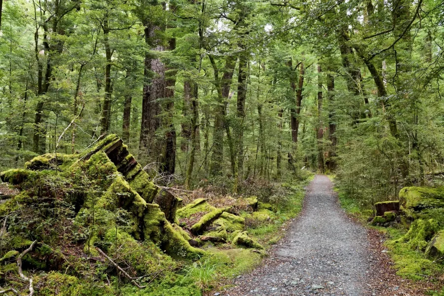 beech_forest