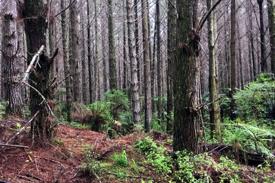 woodhill-forest-fliming-location-riverhead-nav-1